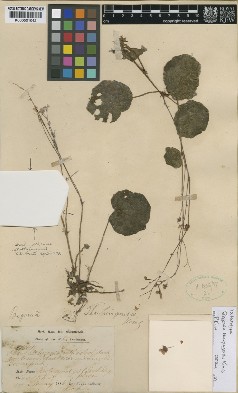 B. thaipingensis